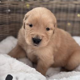 Black Boy - Golden male Golden Retriever puppy in Silver Lake, Indiana from Seven Hills Goldens