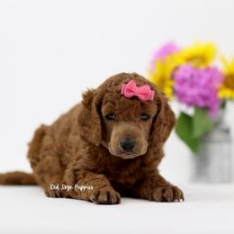 Intense Red AKC Pink Collar Female - Red  female Poodle puppy in Republic, Missouri from Red Skye Puppies