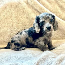 Harry - Dapple male Dachshund puppy in Casper, Wyoming from Daisy's Doxies