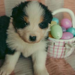 Blossom - Black tri-color female Australian Shepherd puppy in Cotati, California from Tried and True Aussies