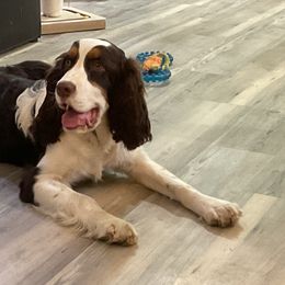 Sage - Liver white and tan male English Springer Spaniel puppy in Comer, Georgia from Stratton Spaniels