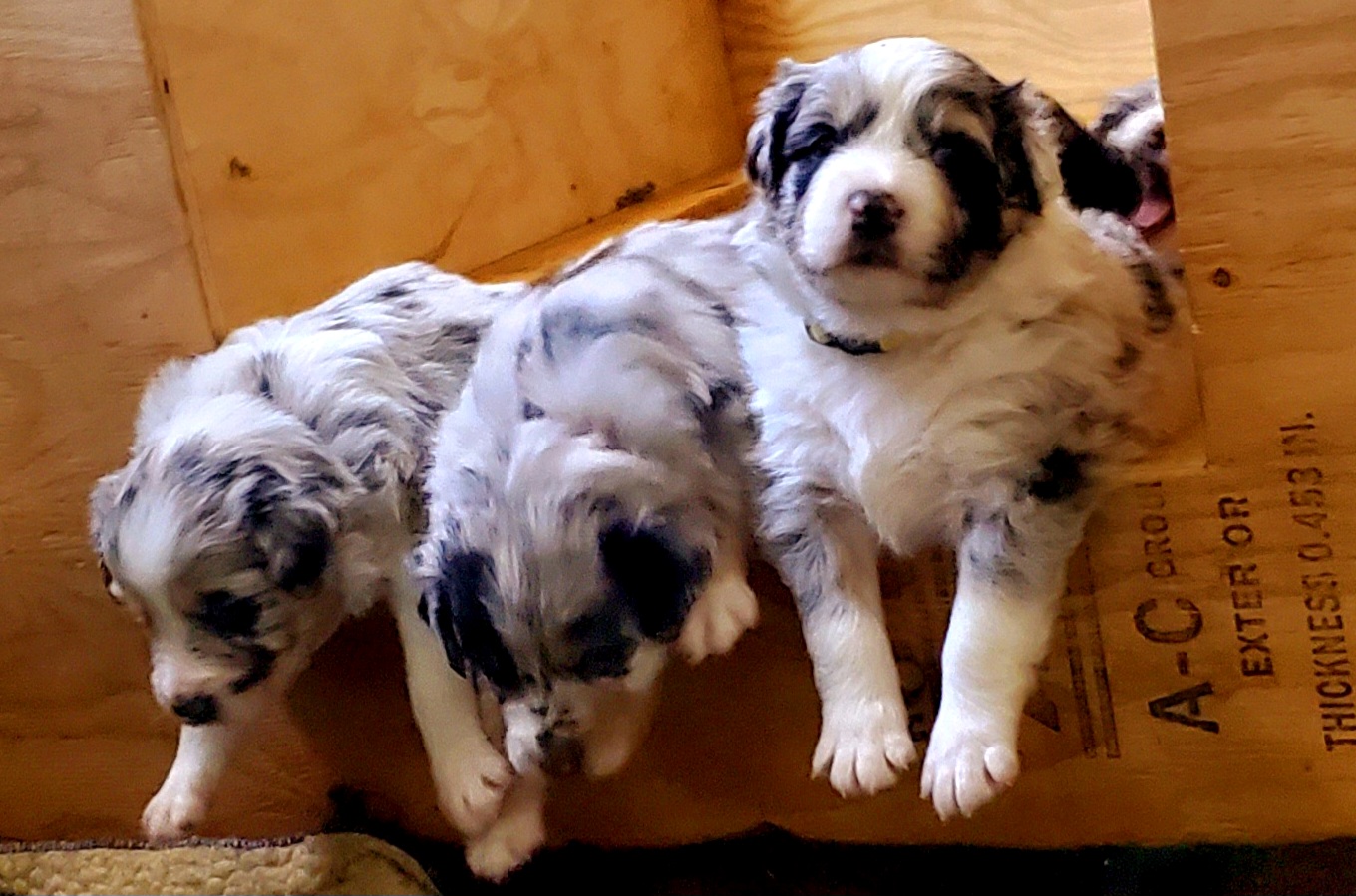 Australian Shepherd Puppies from Winsome Aussies