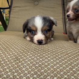Thunder - Blue merle male Toy Australian Shepherd puppy in Puryear, Tennessee from A&W Toy Aussies
