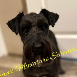 Ellie - Miniature Schnauzer