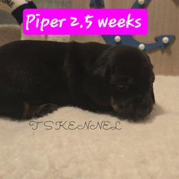 Piper - Black and tan female Dachshund puppy in Poplarville, Mississippi from T's Kennel