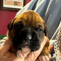 Finn - Fawn male Boxer puppy in Elyria, Ohio from Just-A-Wyn Boxers