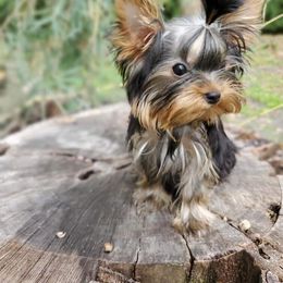 Yorkshire Terrier Puppies from Liz’s Yorkshire Terriers