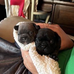 French Bulldog Puppies from Ayala’s