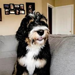Assorted Doodle Crosses, Australian Labradoodle, Bernedoodle, Goldendoodle, and Labradoodle All Grown Up from Erica’s Doodles