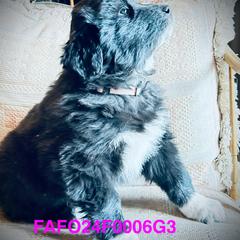 Colorado Mountain Dog Puppies from FAFO Ranch