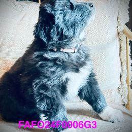 Colorado Mountain Dog Puppies from FAFO Ranch