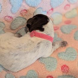 German Shorthaired Pointer Puppies from Hanaway GSPs
