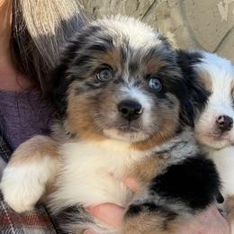 Aqua - Blue merle male Australian Shepherd puppy in Oneida, Tennessee from Miller's Legacy Natural Australian Shepherds - Full Tails & Dewclaws!
