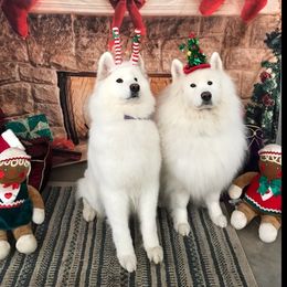 Samoyeds from Starlite Samoyeds