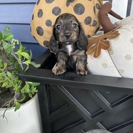 Girl 1 - Brindle female Dachshund puppy in Bryan, Ohio from Wysteria Hill Doxies