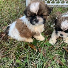 Peanut - Tricolor male Shih Tzu puppy in Chipley, Florida from Shih Tzu Babies