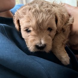 Mal-Shi, Maltese, and Maltipoo Puppies from Joy-fur puppies