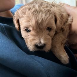 Mal-Shi, Maltese, and Maltipoo Puppies from Joy-fur puppies
