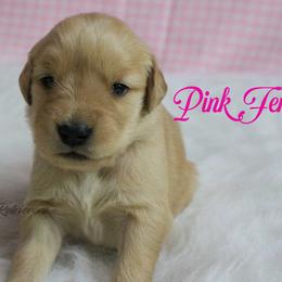 Pink Girl - Golden female Golden Retriever puppy in Otis Orchards, Washington from Sunlite Golden Retrievers