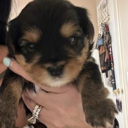 Bitty - Parti female Yorkshire Terrier puppy in Glendale, Arizona from Elite Yorkies AZ