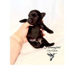 Yorkshire Terrier Puppies from Hummingbird Farm & Gardens