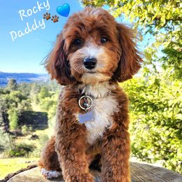 Rocky - Goldendoodle