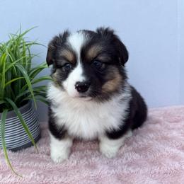 Venture-Fluffy - Black and tan female Pembroke Welsh Corgi puppy in Scottown, Ohio from Wyndy Ridge Corgis