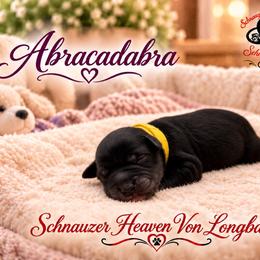 Abracadabra AKC - Black female Miniature Schnauzer puppy in Pelzer, South Carolina from Schnauzer Heaven Von Longbach