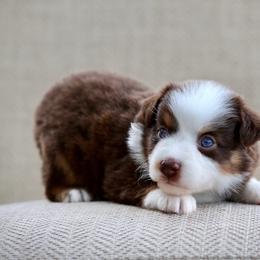 Tapatio - Red tri female Miniature Australian Shepherd puppy in Prague, Oklahoma from Clay Creek Aussies