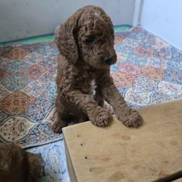 Yellow Collar - Red  male Poodle puppy in Vass, North Carolina from Dakliff Standard Poodles
