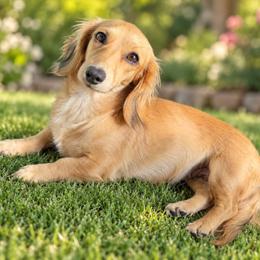 Dachshund puppies from Natural State Dachshunds