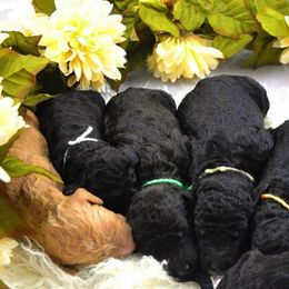 Bernedoodle and Goldendoodle Puppies from Macadoodles