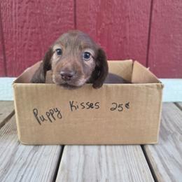 Lady - Chocolate female Dachshund puppy in Grant, Michigan from Low Down Dashchuand