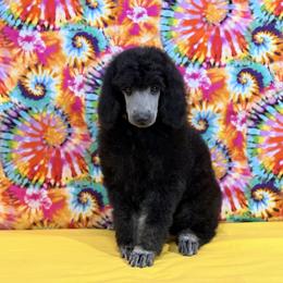 Yellow - Black female Poodle puppy in Houma, Louisiana from Smart Azz Poodles