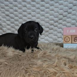 Hot pink collar - Black female Cane Corso puppy in Fritch, Texas from Carrie Brown's Cane Corsos