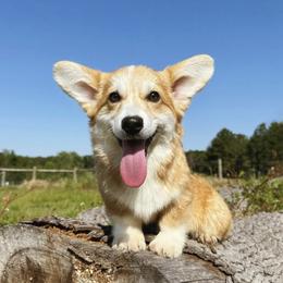 Love - Pembroke Welsh Corgi