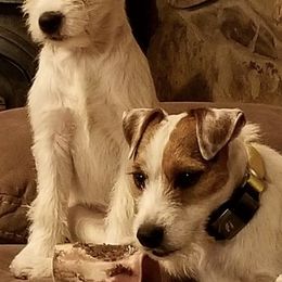 Parson Russell Terriers from Montana Jacks