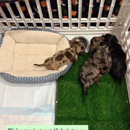Dachshund Puppies from Birkin’ Paws