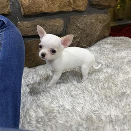 Cane Corso and Chihuahua Puppies from Casadelopez Tails