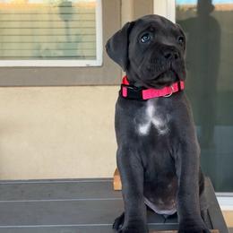 Pink - Gray female Cane Corso puppy in Homeland, California from Dal Deserto Cane Corso