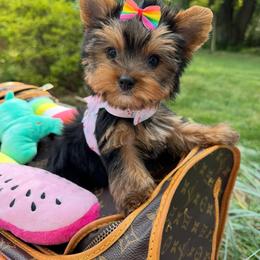 Biewer Terrier and Yorkshire Terrier Puppies from Coastal Yorkshire Terrier Yorkies & Biewer Terriers