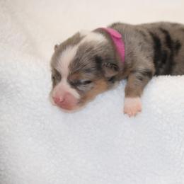 Girl 3 Pink Merle - Blue female Pembroke Welsh Corgi puppy in Ville Platte, Louisiana from Flat town corgis