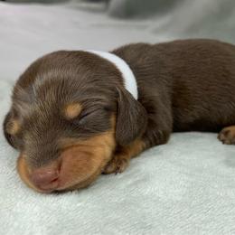 Female 1 - Chocolate and tan female Dachshund puppy in Birmingham, Alabama from LongBottomDachshunds