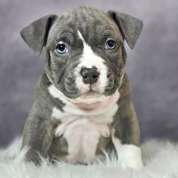Kringle Baby - Blue brindle American Bully puppy in Elberta, Alabama from Laser Elite Bully Creations