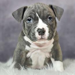 Kringle Baby - Blue brindle American Bully puppy in Elberta, Alabama from Laser Elite Bully Creations