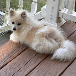 AKC Cream Parti Merle Girl - Cream parti female Pomeranian puppy in Douglas, Massachusetts from Country Oak Poms LLC