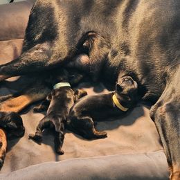 Doberman Pinscher Puppies from Franklin Dobermans
