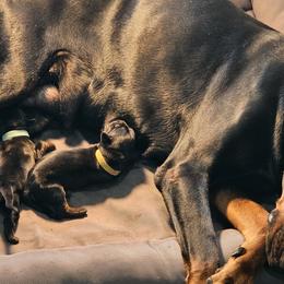 Doberman Pinscher Puppies from Franklin Dobermans