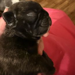 Anise - Brindle female French Bulldog puppy in Billings, Montana from Sugarloaf French bulldogs and Australian cattle dogs