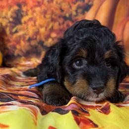 May (Blue Collar) - Tri-color female Bernedoodle puppy in Lake Panasoffkee, Florida from Donnas Deluxe Doodles LLC